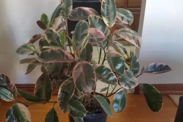 橡皮树的扦插方式，插入土壤前要对枝条下端涂抹草木灰