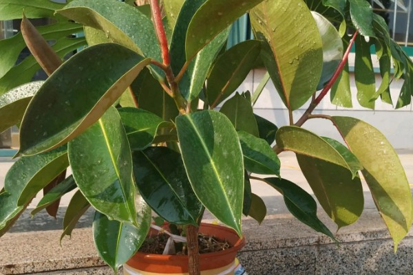 橡皮树的扦插方式，插入土壤前要对枝条下端涂抹草木灰