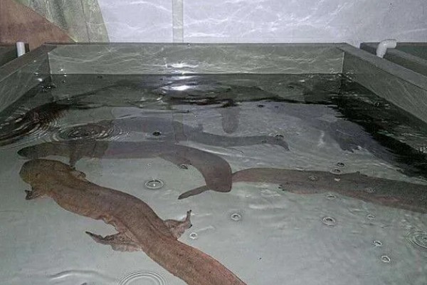 娃娃鱼怎么养殖，鱼缸一定要有充足的空间