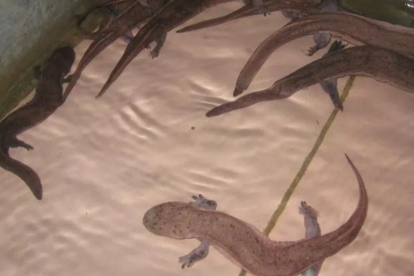 娃娃鱼怎么养殖，鱼缸一定要有充足的空间