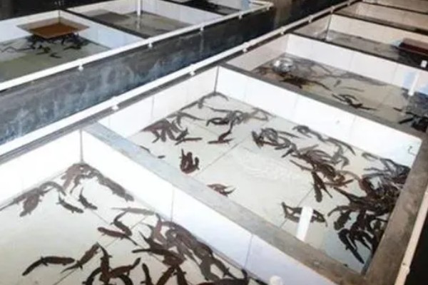 娃娃鱼怎么养殖，鱼缸一定要有充足的空间