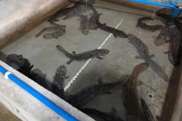 娃娃鱼怎么养殖，鱼缸一定要有充足的空间