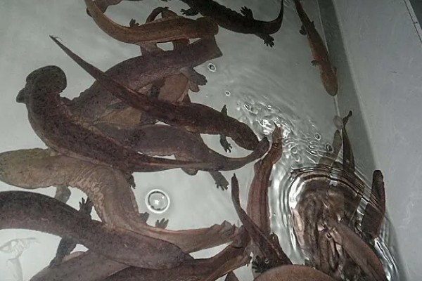 娃娃鱼怎么养殖，鱼缸一定要有充足的空间