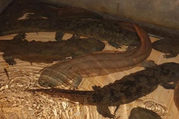 娃娃鱼怎么养殖，鱼缸一定要有充足的空间