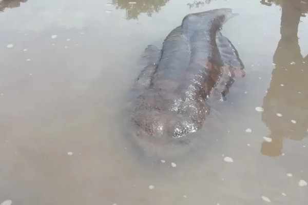 娃娃鱼怎么养殖，鱼缸一定要有充足的空间