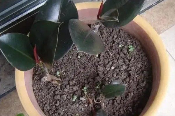 橡皮树的扦插方式，插入土壤前要对枝条下端涂抹草木灰