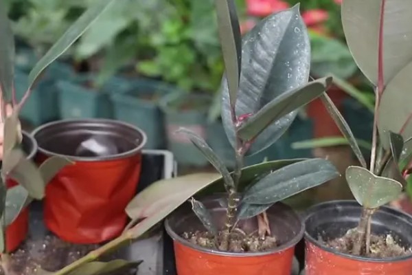 橡皮树的扦插方式，插入土壤前要对枝条下端涂抹草木灰