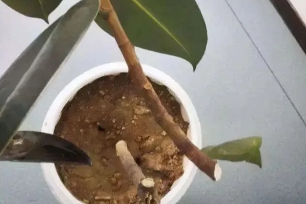橡皮树的扦插方式，插入土壤前要对枝条下端涂抹草木灰