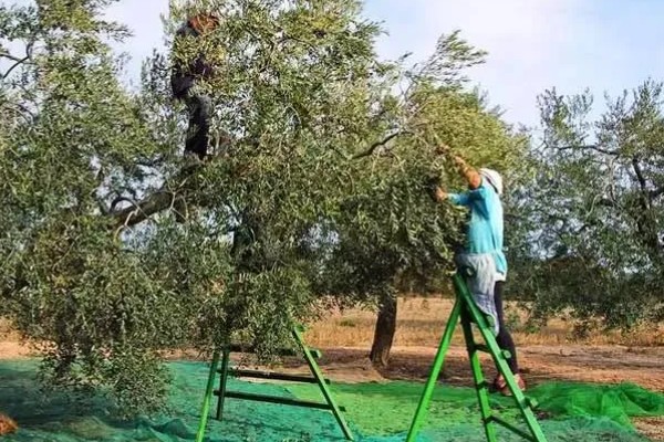 橄榄的修剪时间,一般在冬季采收之后进行