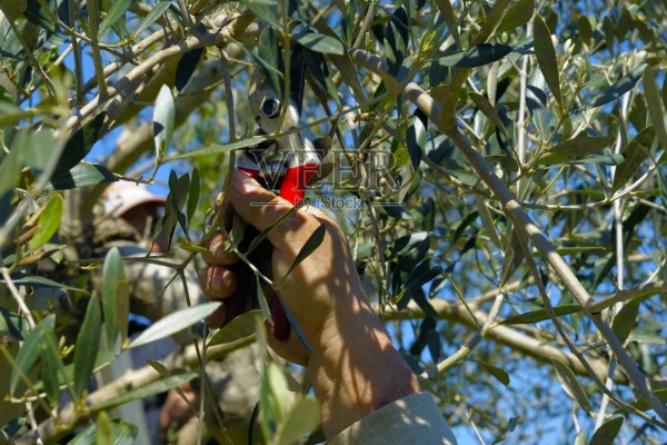 橄榄的修剪时间,一般在冬季采收之后进行