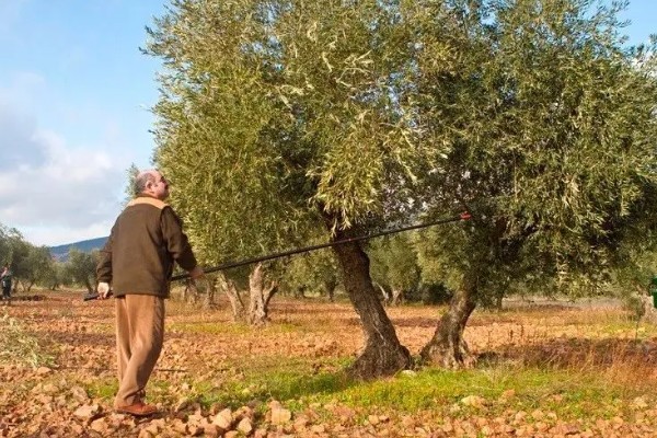 橄榄的修剪时间,一般在冬季采收之后进行