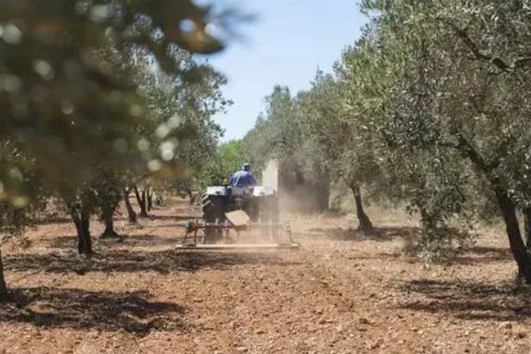 橄榄的修剪时间,一般在冬季采收之后进行