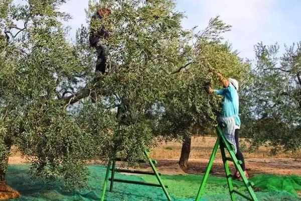 橄榄的修剪时间,一般在冬季采收之后进行
