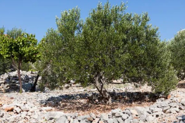 橄榄的修剪时间,一般在冬季采收之后进行