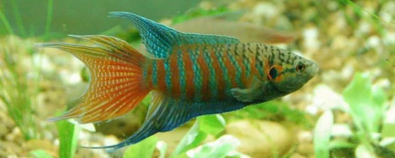 斗鱼好养还是孔雀鱼好养，中国斗鱼比较好养一些