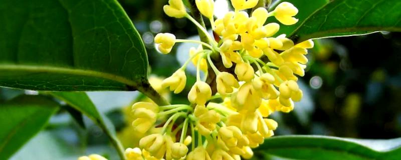 哪些树可以开黄花，常见桂花树、栾树等品种