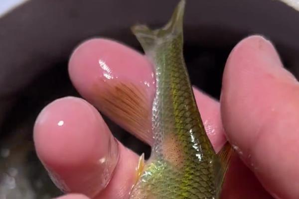 鱼尾巴畸形的原因，可能是污染所致