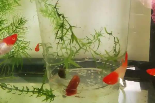 鱼尾巴畸形的原因，可能是污染所致