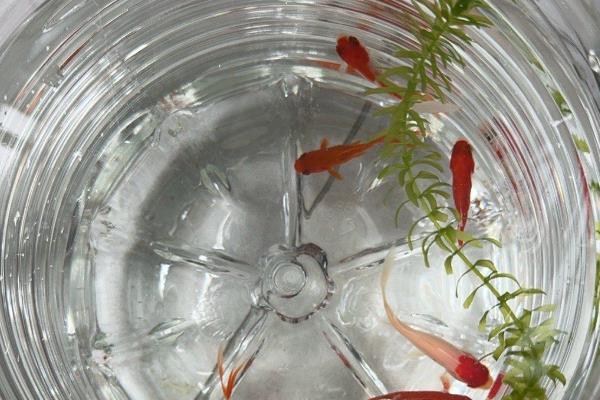 鱼尾巴畸形的原因，可能是污染所致