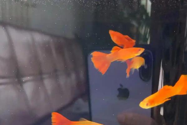 鱼尾巴畸形的原因，可能是污染所致