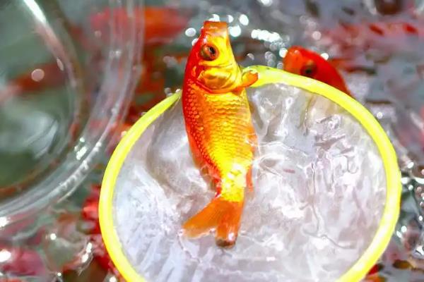 鱼尾巴畸形的原因，可能是污染所致