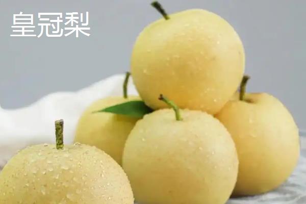 皇冠梨的产地，主要产地在河北石家庄赵县