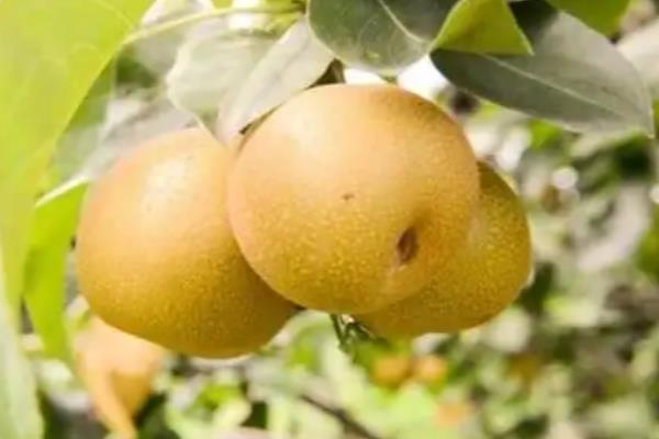 皇冠梨的产地，主要产地在河北石家庄赵县