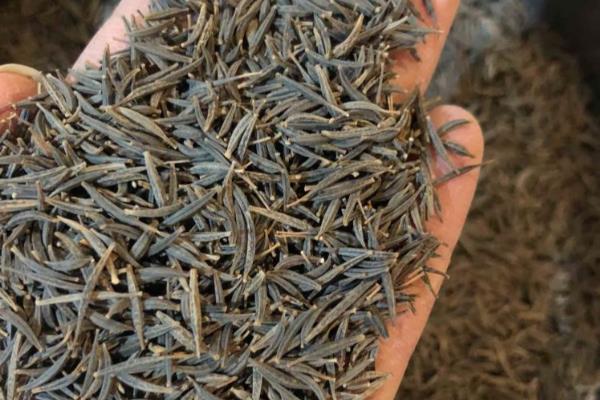 格桑花种子在几月份播种，在每年的4-6月份播种