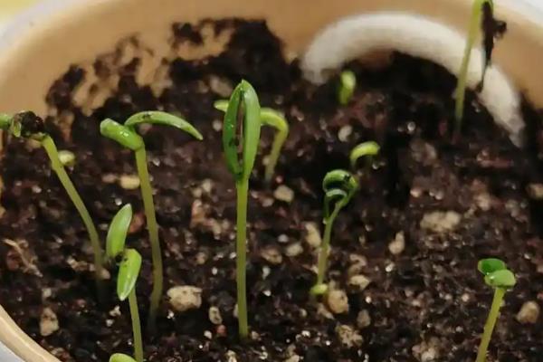 格桑花种子在几月份播种，在每年的4-6月份播种