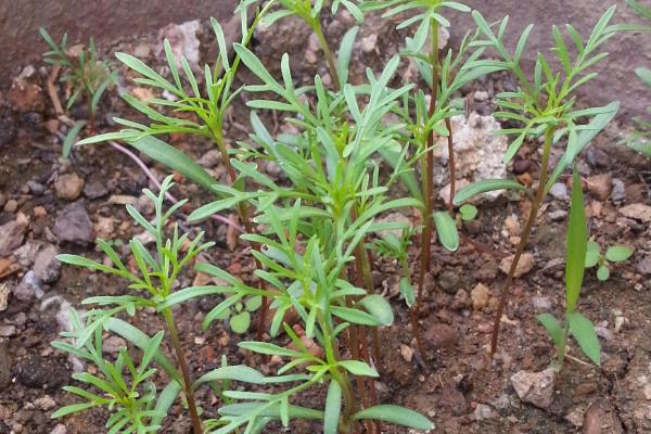 格桑花种子在几月份播种，在每年的4-6月份播种