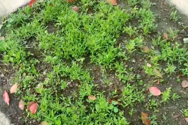 格桑花种子在几月份播种，在每年的4-6月份播种