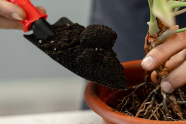 格桑花种子在几月份播种，在每年的4-6月份播种