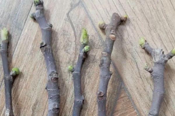 百香果插杆过多长时间会生根，环境适宜需要30-60天左右