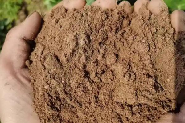 百香果插杆过多长时间会生根，环境适宜需要30-60天左右