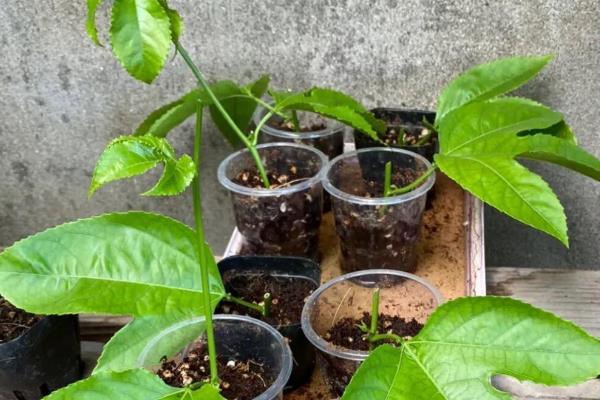 百香果插杆过多长时间会生根，环境适宜需要30-60天左右