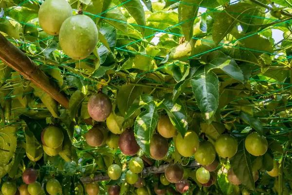 百香果插杆过多长时间会生根，环境适宜需要30-60天左右