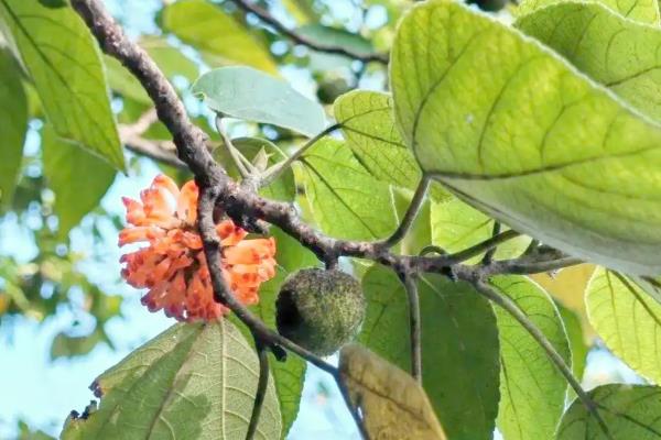 土不揪的简介，学名叫做构树