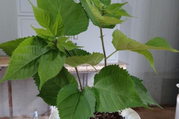 土不揪的简介，学名叫做构树