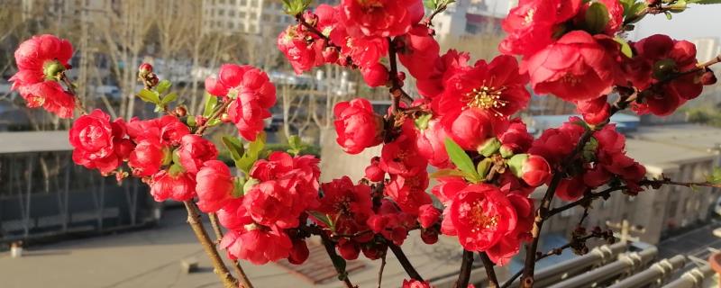 长寿冠海棠能四季开花吗，不可一年四季都开花