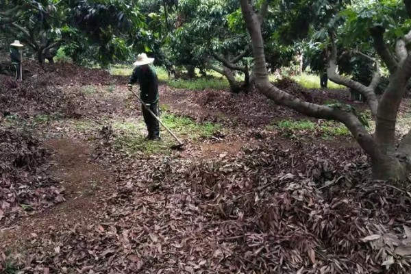 荔枝什么时候施壮果肥，在开花后到第2期生理落果之前施