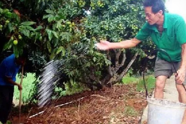 荔枝什么时候施壮果肥，在开花后到第2期生理落果之前施