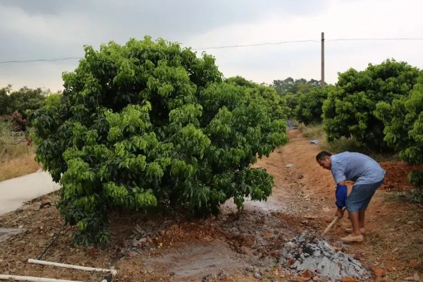 荔枝什么时候施壮果肥，在开花后到第2期生理落果之前施