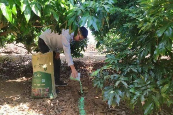荔枝什么时候施壮果肥，在开花后到第2期生理落果之前施