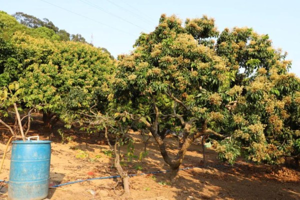 荔枝什么时候施壮果肥，在开花后到第2期生理落果之前施