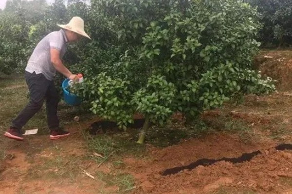荔枝什么时候施壮果肥，在开花后到第2期生理落果之前施