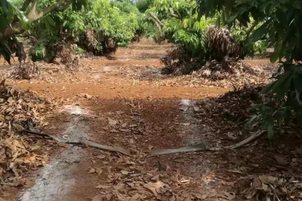 荔枝什么时候施壮果肥，在开花后到第2期生理落果之前施