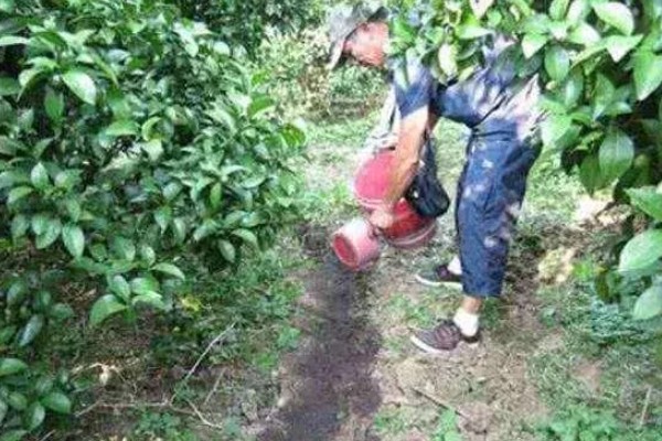 荔枝什么时候施壮果肥，在开花后到第2期生理落果之前施