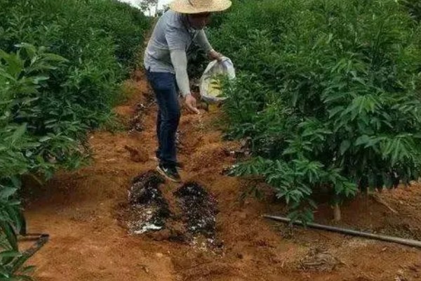 荔枝什么时候施壮果肥，在开花后到第2期生理落果之前施