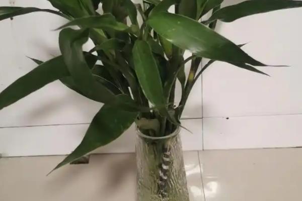 水培富贵竹如何让它旺盛生长,平时把温度保持在15-20℃