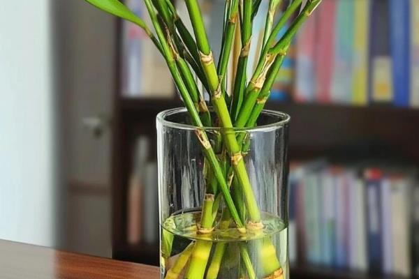 水培富贵竹如何让它旺盛生长,平时把温度保持在15-20℃
